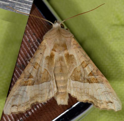 Réf. 269 958 : Phlogophora meticulosa