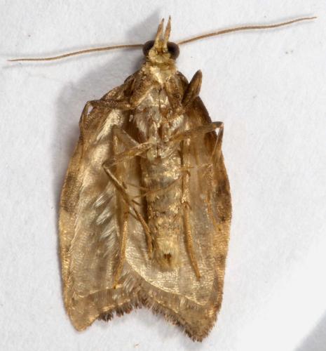 Acleris rhombana