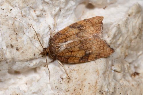 Acleris rhombana