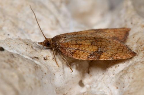Acleris rhombana