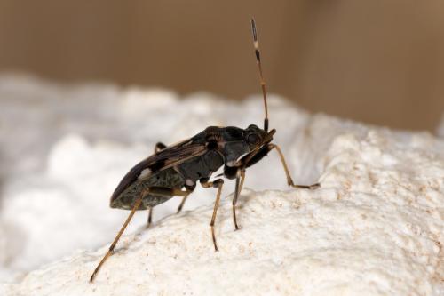 Beosus maritimus