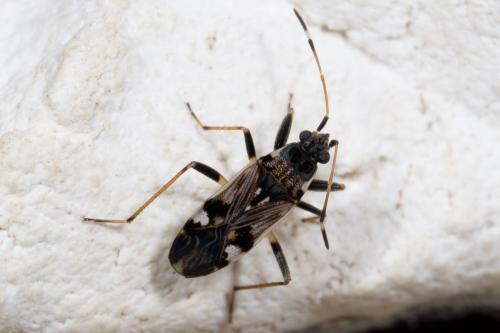 Beosus maritimus