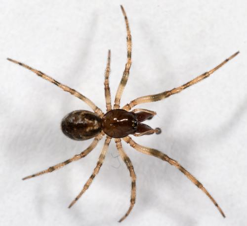 Réf. 269 309 : Enoplognatha mandibularis