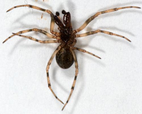 Réf. 269 310 : Enoplognatha mandibularis