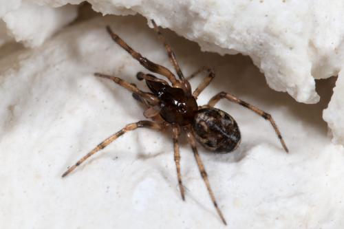 Enoplognatha mandibularis