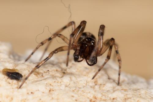 Enoplognatha mandibularis