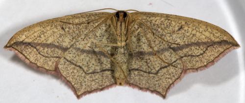 Réf. 269 414 : Timandra comae