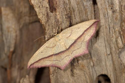 Réf. 269 413 : Timandra comae