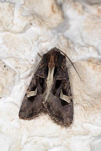 Réf. 269 429 : Trigonophora flammea