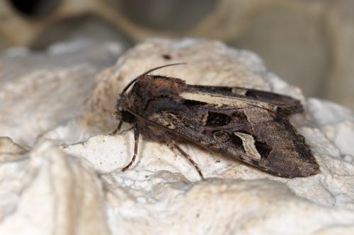 Réf. 269 430 : Trigonophora flammea