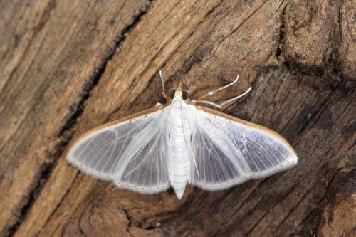 Palpita vitrealis