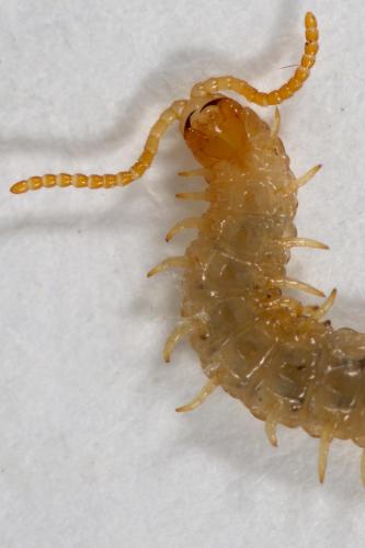 Henia vesuviana
