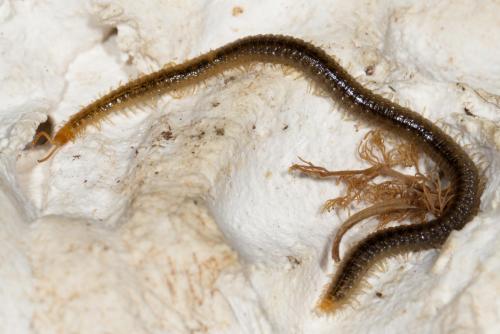Henia vesuviana