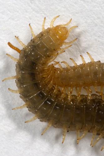 Réf. 269 913 : Henia vesuviana