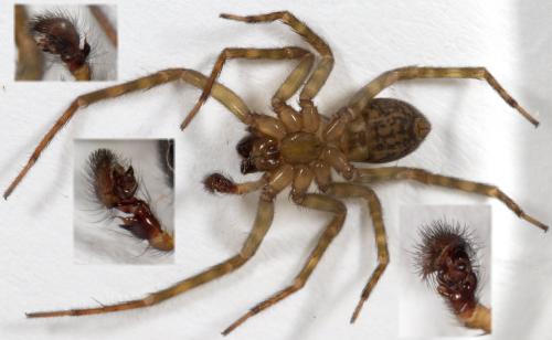 Réf. 269 921 : Amaurobius erberi
