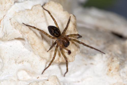 Réf. 269 919 : Amaurobius erberi