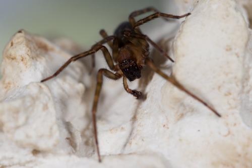 Réf. 269 920 : Amaurobius erberi