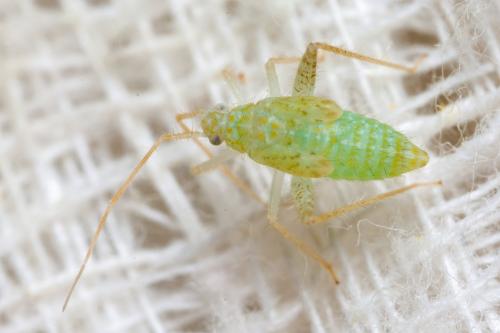 Phytocoris delicatulus
