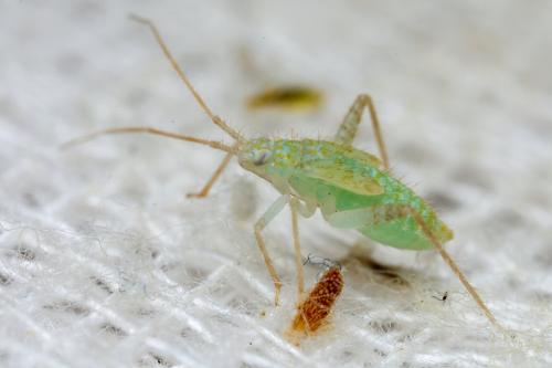 Phytocoris delicatulus