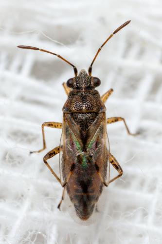 Nysius graminicola