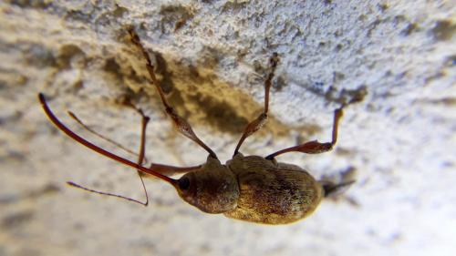 Réf. 269 417 : Curculio elephas