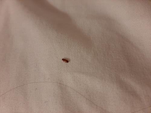 Tribolium sp.