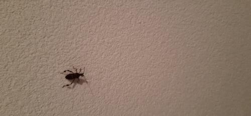 Leptoglossus occidentalis
