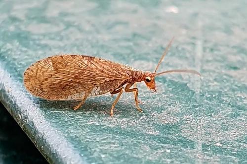 Réf. 269 214 : Micromus angulatus