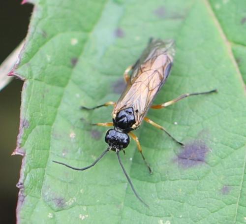 Réf. 269 089 : Apethymus filiformis