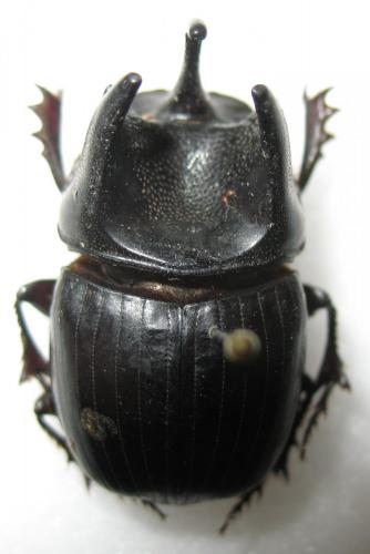 Réf. 269 252 : Copris arcturus