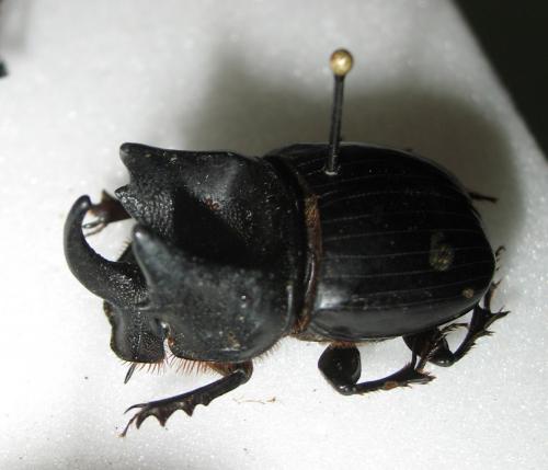 Réf. 269 253 : Copris arcturus