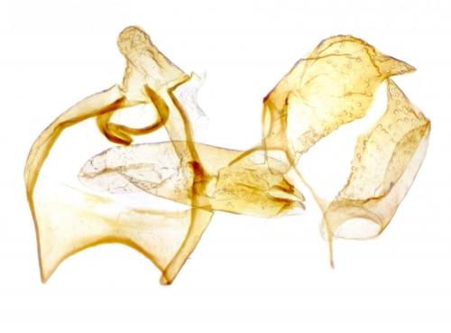 Réf. 269 303 : Ectoedemia angulifasciella
