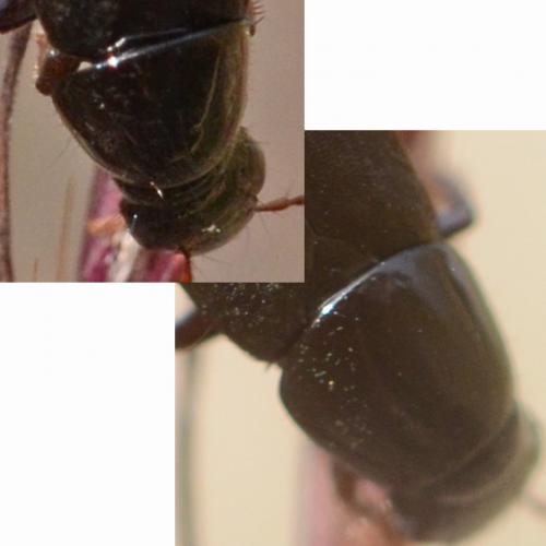 Quedius sp.