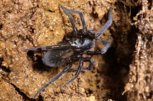 Réf. 269 568 : Amaurobius sp.