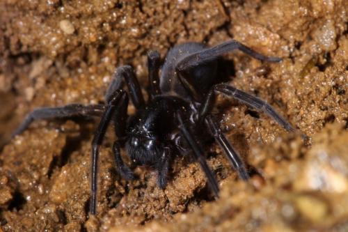 Réf. 269 569 : Amaurobius sp.