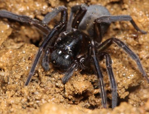Réf. 269 662 : Amaurobius sp.