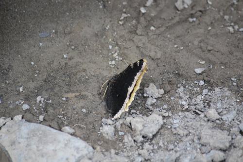 Réf. 269 852 : Nymphalis antiopa