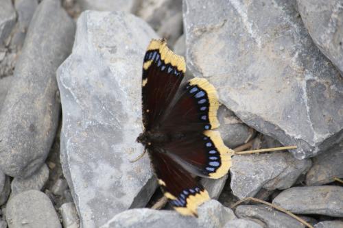 Réf. 269 853 : Nymphalis antiopa
