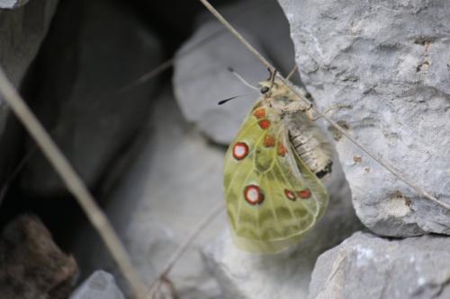 Réf. 269 854 : Parnassius apollo