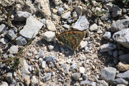 Réf. 269 851 : Argynnis niobe