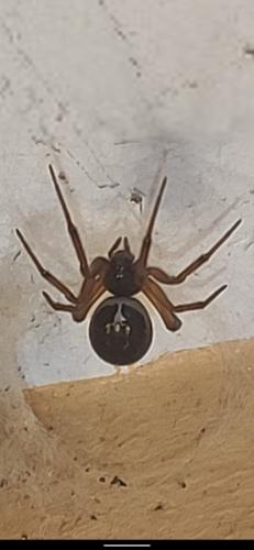 Réf. 269 650 : Steatoda nobilis