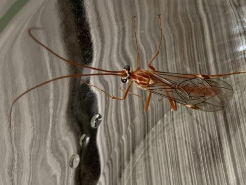 Ophion obscuratus