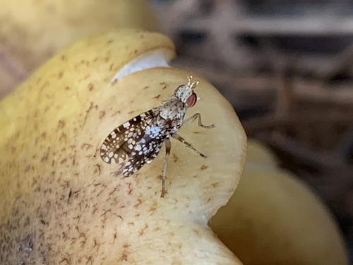 Réf. 269 825 : Trypetoptera punctulata