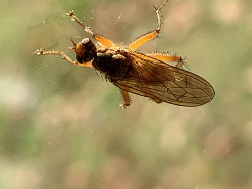 Scathophaga inquinata
