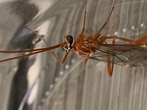 Ophion obscuratus