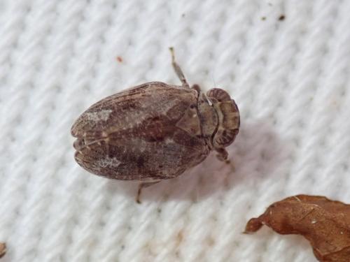 Latilica maculipes