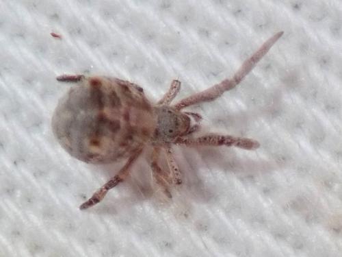 Réf. 269 673 : Hyptiotes (flavidus-paradoxus)
