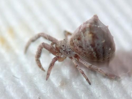 Réf. 269 674 : Hyptiotes (flavidus-paradoxus)