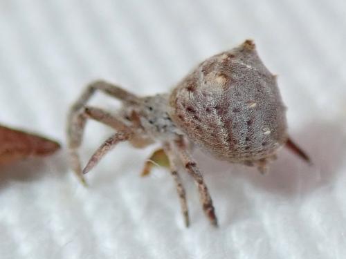 Réf. 269 675 : Hyptiotes (flavidus-paradoxus)