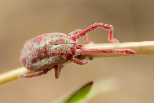 Callidosoma sp.